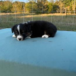 Sparky - Black tri male Miniature American Shepherd puppy in Point, Texas from Circle J Miniature American Shepherds