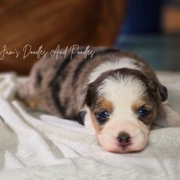 Juno - Blue merle female Aussiedoodle puppy in Cleveland, Georgia from Jam's Doodles And Poodles