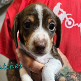 Patches - Piebald male Dachshund puppy in New Caney, Texas from BouncinMiniWeenies