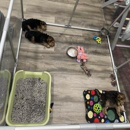 Lakeland Terrier Puppies from Cirnef Lakelands