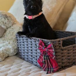 Pink Collar Female - Black female Scottish Terrier puppy in Eva, Alabama from Schulte's  Scottish Terriers