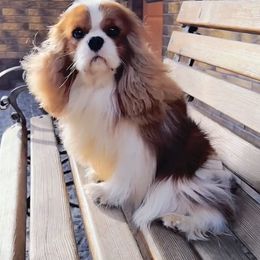 Harry - Cavalier King Charles Spaniel