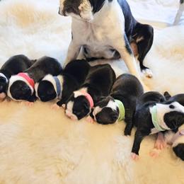 Boston Terrier Puppies from Little Daemons Boston Terriers