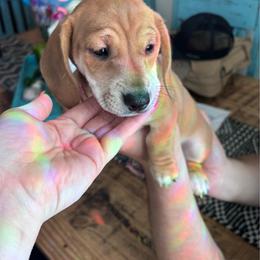 Darla - Red female Dachshund puppy in Magnolia, Texas from Little Honey’s Dachshunds