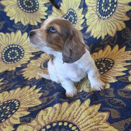 Dachshund Puppies from Butterbean Dachshunds