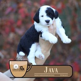 Java - Black and white female Sheepadoodle puppy in Cleveland, Tennessee from Narrow Path Old English & Sheepadoodles