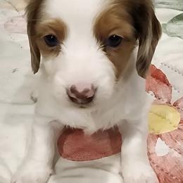 Girl 2 - Piebald female Dachshund puppy in Oklahoma from DRB Dachshunds