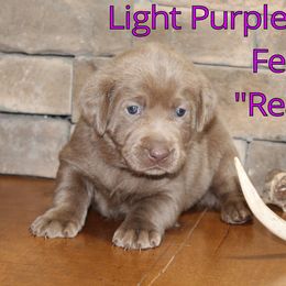Labrador Retriever Puppies from Silver Dollar Labs