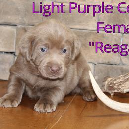 Labrador Retriever Puppies from Silver Dollar Labs
