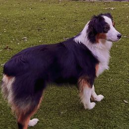 Miniature American Shepherds and Miniature Australian Shepherds from Rustlingrass Miniature American Shepherds