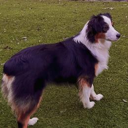 Miniature American Shepherds and Miniature Australian Shepherds from Rustlingrass Miniature American Shepherds