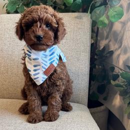 Tex - Red  male Goldendoodle puppy in Eagle Mountian, Utah from The Puppy Family