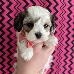 Havanese, Miniature Schnauzers, Poodles, and Schnoodles from Mashburns Little Munchkins
