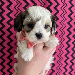 Havanese, Miniature Schnauzers, Poodles, and Schnoodles from Mashburns Little Munchkins