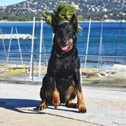 Jamais - Beauceron