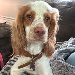 Lucy - Cocker Spaniel