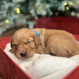 Jingle - Dark golden male Golden Retriever puppy in Provo, Utah from Rocky Mountain Field Goldens