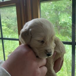 Goldendoodle Puppies from Island Doodles of Maine