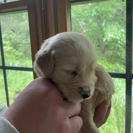 Goldendoodle Puppies from Island Doodles of Maine