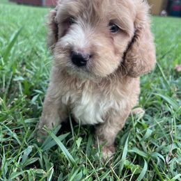 Banjo with training - Red male Cockapoo puppy in Boonville, North Carolina from Doods & Dolls