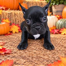 Vlasic - Black male French Bulldog puppy in Tampa Bay, Florida from Woodpecker Ridge Pups
