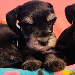 Girl 3 - Black and silver female Miniature Schnauzer puppy in Malvern, Arkansas from Deep South Miniature Schnauzers