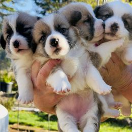 Pembroke Welsh Corgi puppies from Grit Phillips