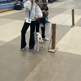 Italian Greyhound and Miniature Pinscher All Grown Up from White Stone Ranch