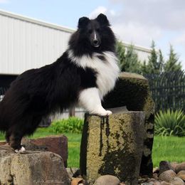 Collie and Shetland Sheepdog All Grown Up from Zandria Collies and Shetland Sheepdogs