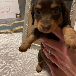 Dachshund Puppies from Boaz Dachshunds