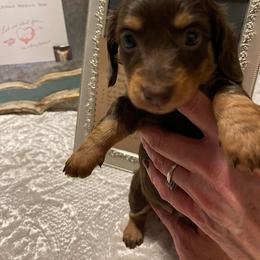 Dachshund Puppies from Boaz Dachshunds