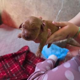 Rey - Dark golden female Golden Retriever puppy in Driggs, Idaho from SK Golden Retrievers