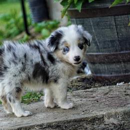 Australian Shepherd Puppies from Miracle Meadows Aussies