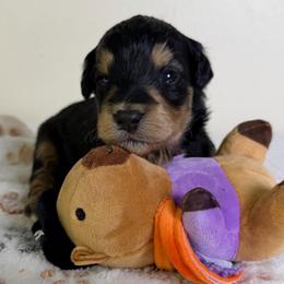 Taz - Black tri-color male Aussiedoodle puppy in Tonasket, Washington from V5 Aussies