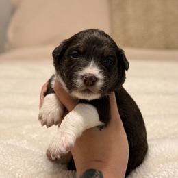 Lyra AKC - Red tri-color female Australian Shepherd puppy in Polk City, Florida from Skaky Shepherds