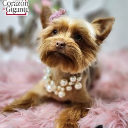 Loti - Yorkshire Terrier