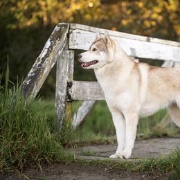 Reba - Siberian Husky