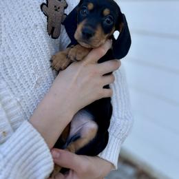 Rosie - Black and tan female Dachshund puppy in Browns Valley, California from Hidden Oaks Dachshunds