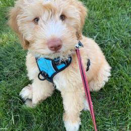Goldendoodle Puppies from Mini Island Doodles