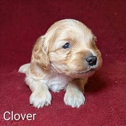 Clover - Cream male Cockapoo puppy in Sunset, Louisiana from Cano Cockapoos