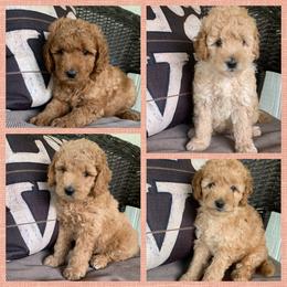 Bernedoodle and Goldendoodle Puppies from I Dream of Doodles
