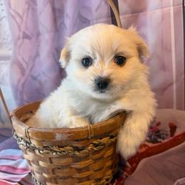 Leo - White male Maltese puppy in Chariton, Iowa from Mia Lucky Home