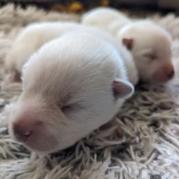 Pomsky Puppies from Valparaiso Pomskys