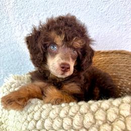 Sparks - Brown male Poodle puppy in Concord, California from Golden State Good Dogs