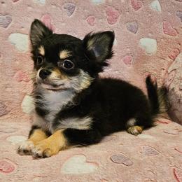 AKC CH SIRED AVA IN MAINE 3400.00 - Black and tan female Chihuahua puppy in Newport, Maine from Pinewood Acres Chihuahuas
