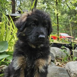 Lime - Black and red male German Shepherd puppy in Newaygo, Michigan from Sterley Shepherds