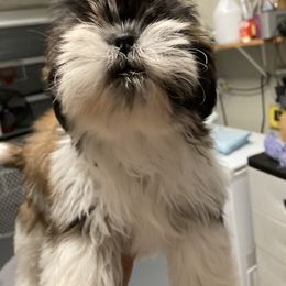 Tucker - Shih Tzu