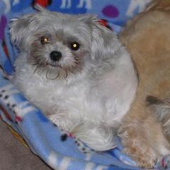 Mi-Kis from Top of the Line Mi-kis