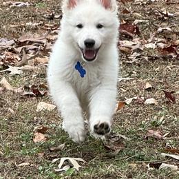 Berger Blanc Suisse Puppies from Wynter Spirit Kennels