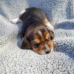 Miny - Black tan and white female Beagle puppy in Palmyra, Nebraska from Nebraska K9's